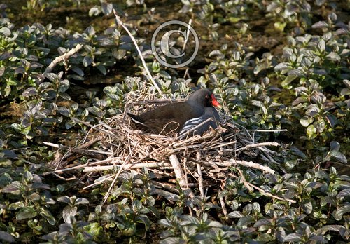 Moorhen on a Nest DM0976